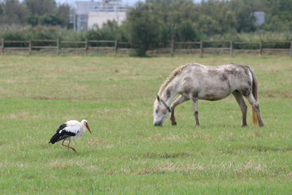 Cigogne blanche (Ciconia ciconia) - Aiguamolls de Lempord&agrave; &copy; Nicolas Macaire / LPO
